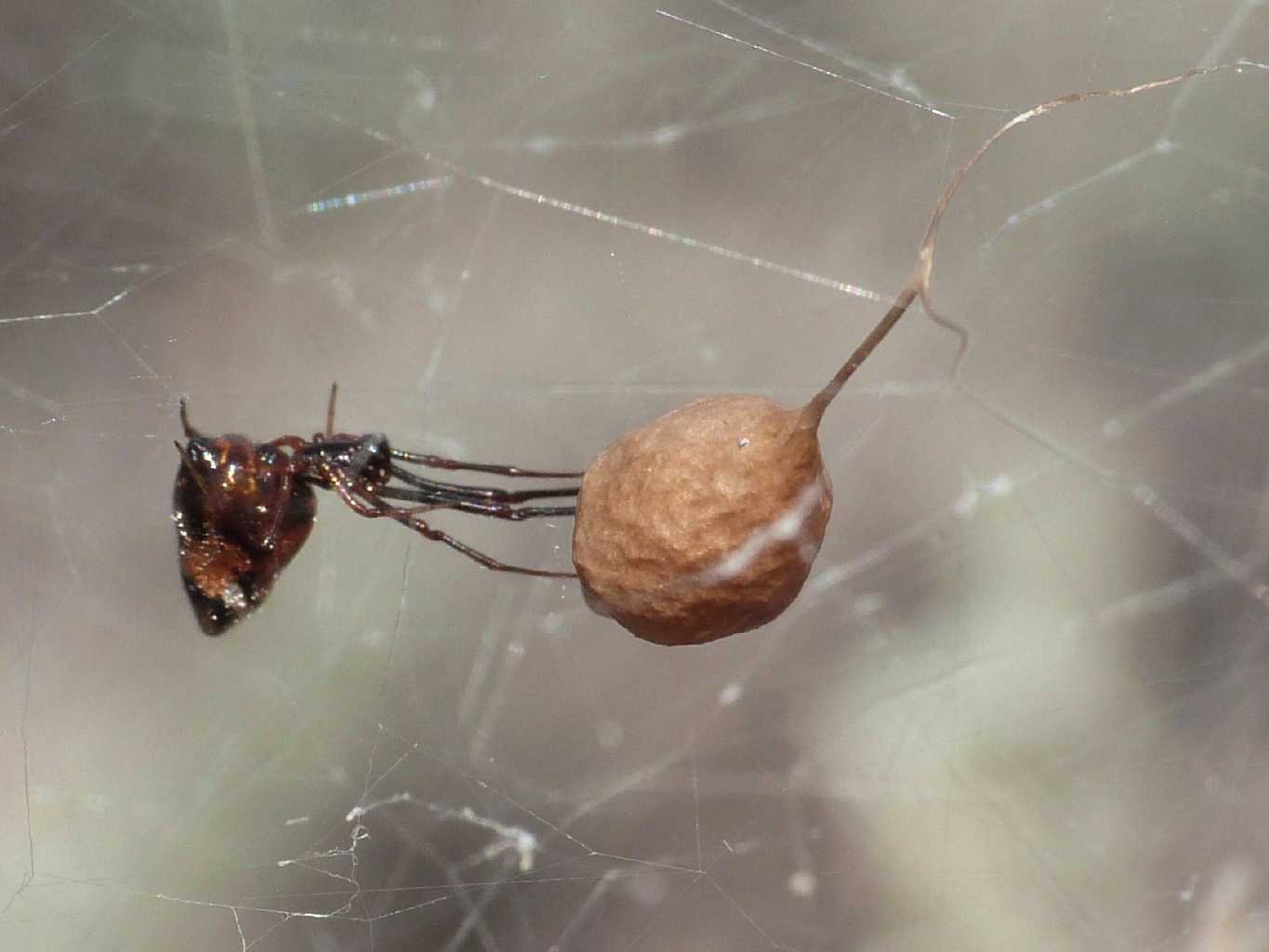 Ancora qualche Argyrodes - Palau (OT)